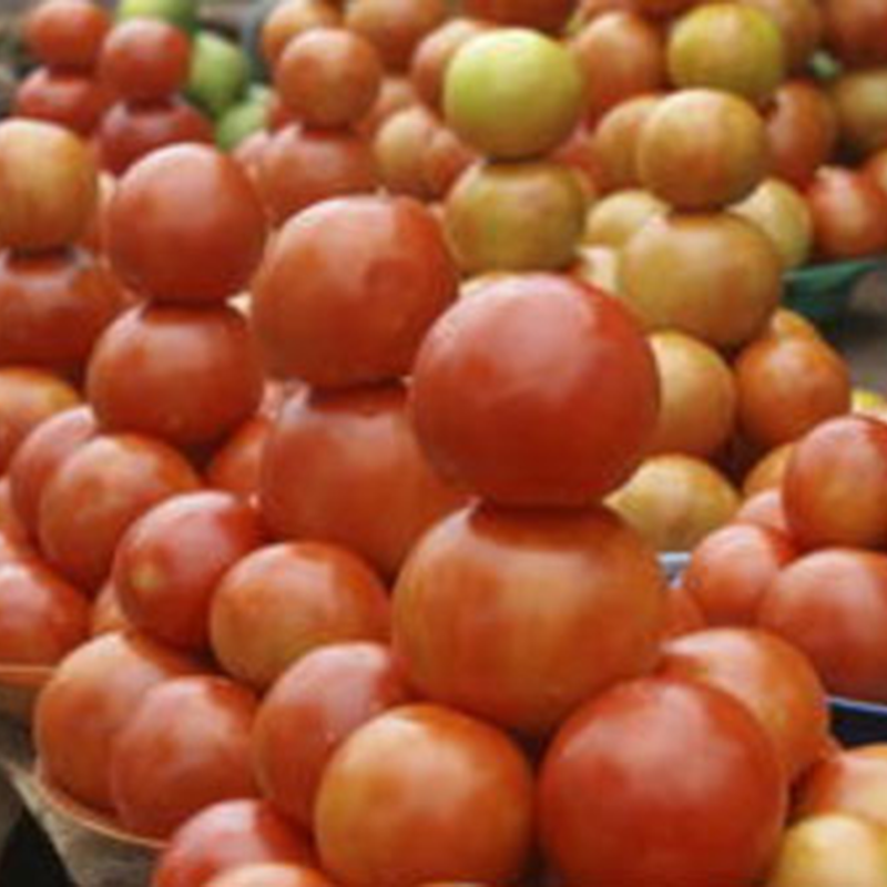 Tomatoes-1-Bio-Vision-Africa